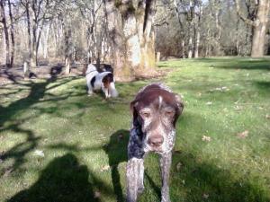 Dynamic Duo again. George is still looking for squirrels. 