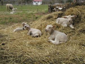 comfy-lambs comfy-lambs