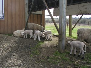 mineral-lick mineral-lick