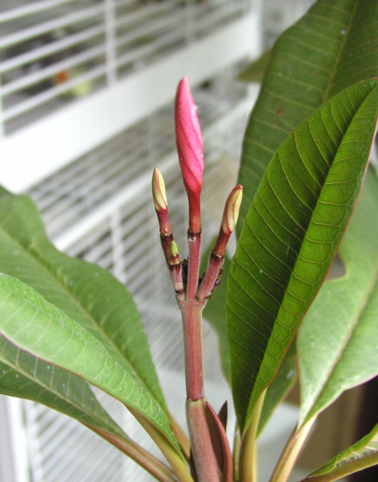 plumeria oct 16