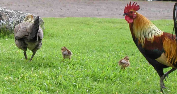 hen_chicks_rooster
