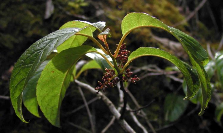 trail_upstream_plant
