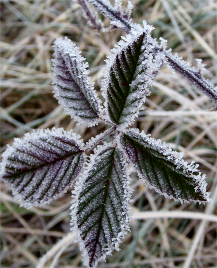 blackberry2_frost