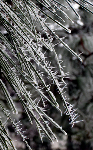 ponderosapine_frost