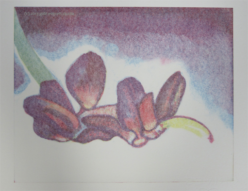 Christmas Cactus, ghost image