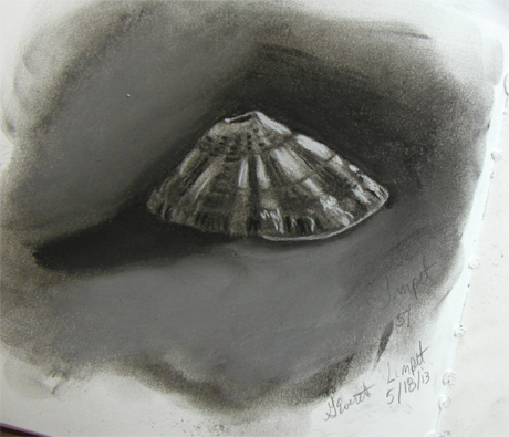 Keyhole Limpet in charcoal. 18 May 2013. Gale Everett 
