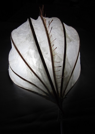 Ctenophora4-geverett