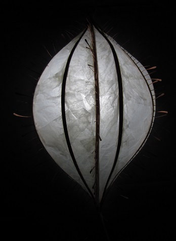 lighted1-GaleEverettStudio