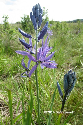 camas