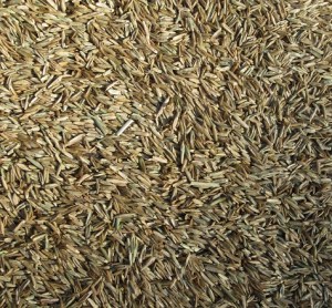 grass seed