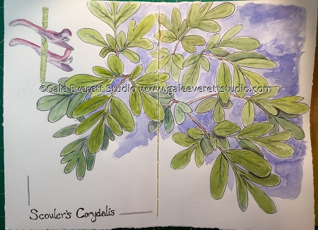 Scouler's Corydalis- Gale Everett Studio