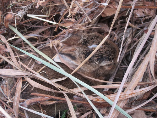 baby bunny