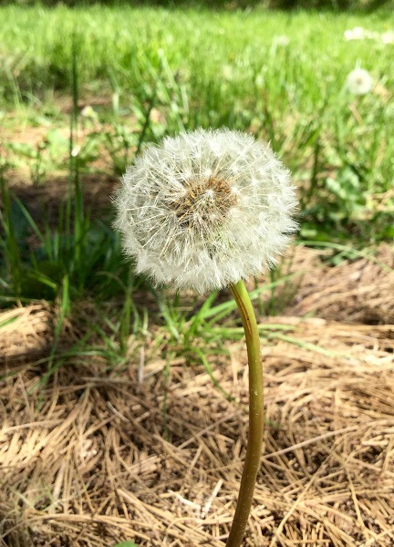 dandelion_2016