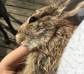 rabbit death_13april2016