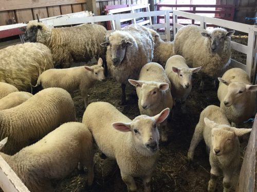 Waiting for shearing.