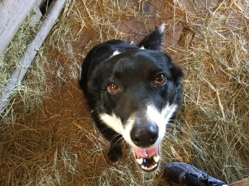 Rose waiting patiently.