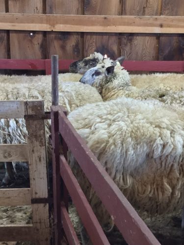 Waiting for shearing.