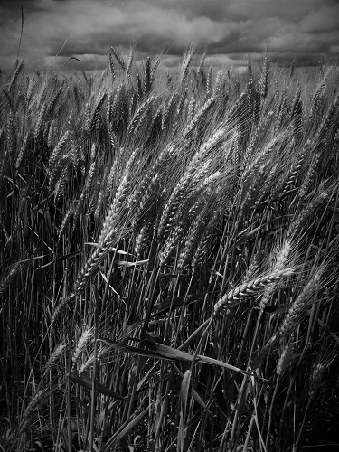BW wheat_southcorvallis