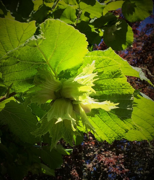 nuts_geverettstudio2016