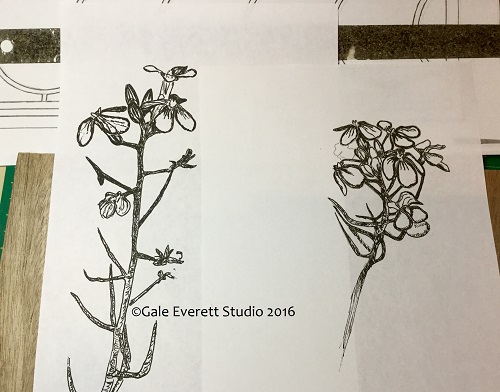 radish drawing_geverett