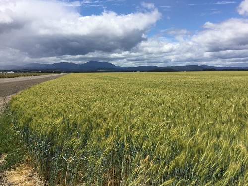 wheat field_marys peak