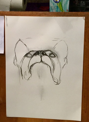 sadie dog_geverettstudio19