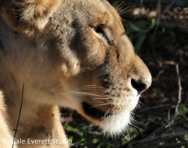 Lioness in morning sun
