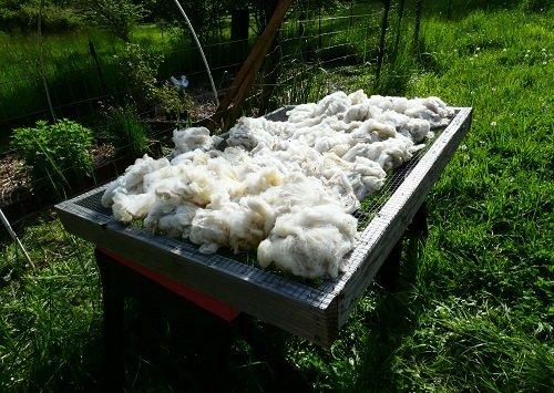 fermenting wool_geverettstudio