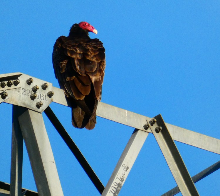 Straight through his nares