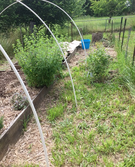 berry row_geverettstudio