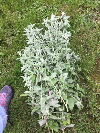 Cut nip1_geverettstudio