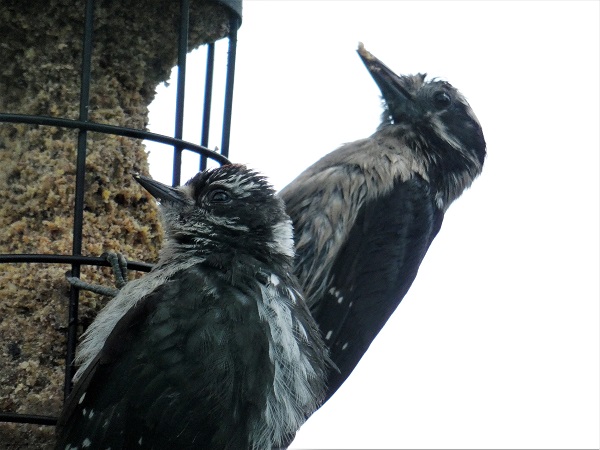 Rainy Afternoon Woodpecker watching