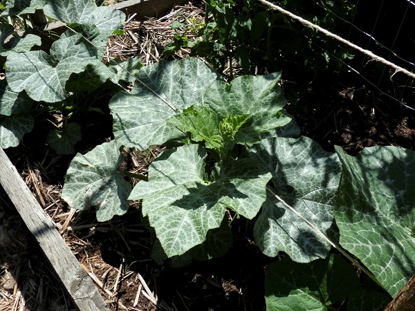 butternut growth_geverettstudio