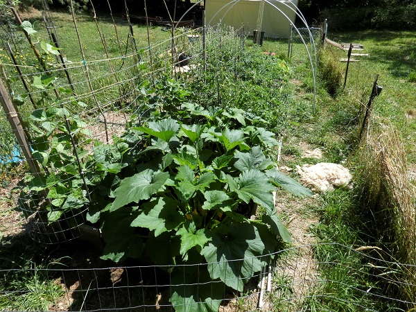 garden july 31 2020 east_geverettstudio