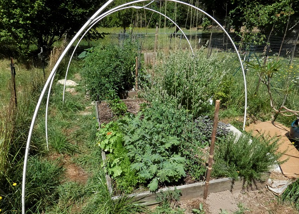 garden july 31 2020_geverttstudio