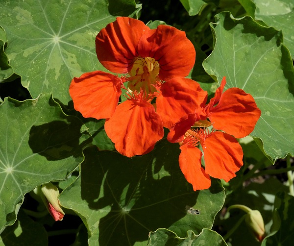 nastritums_geverettstudio