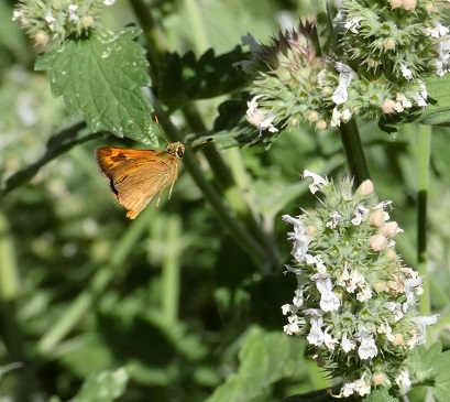 butterfly in flight_geverettstudio