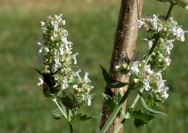 embrace the flowers_geverettstudio