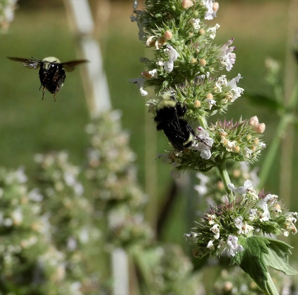 flight of the bumblebee_geverettstudio2020