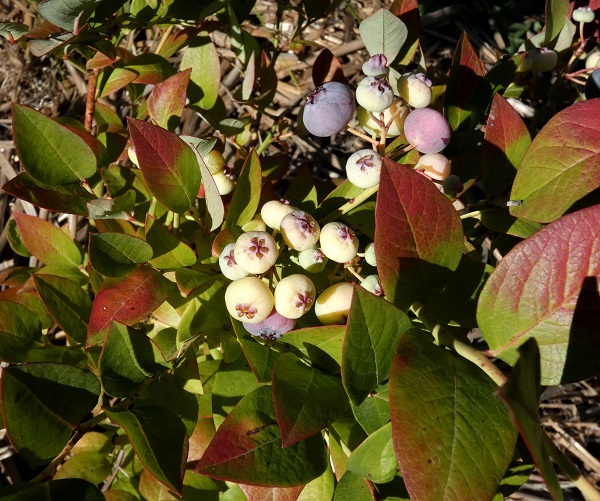 Last blueberry crop_geverettstudio