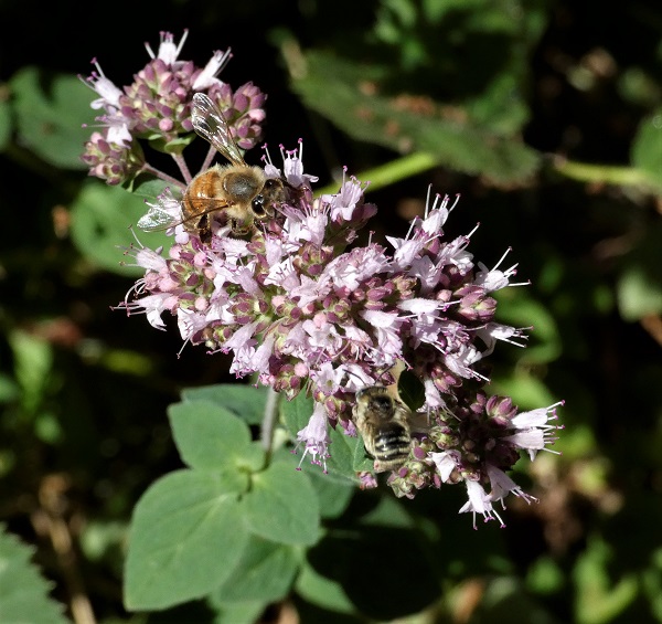 oregano bees_geverettstudio