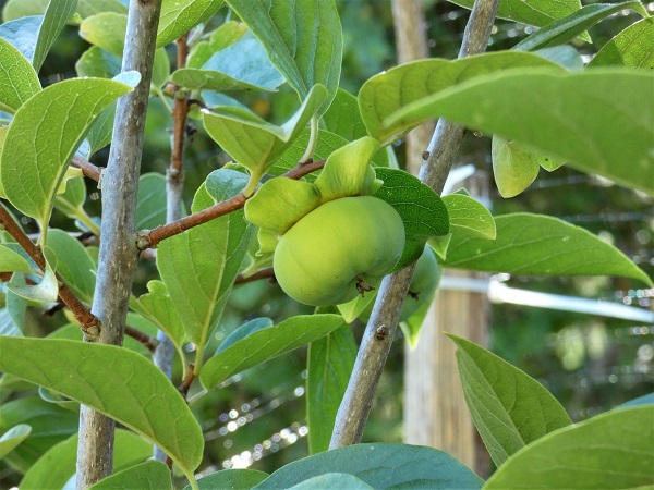 persimmon_geverettstudio