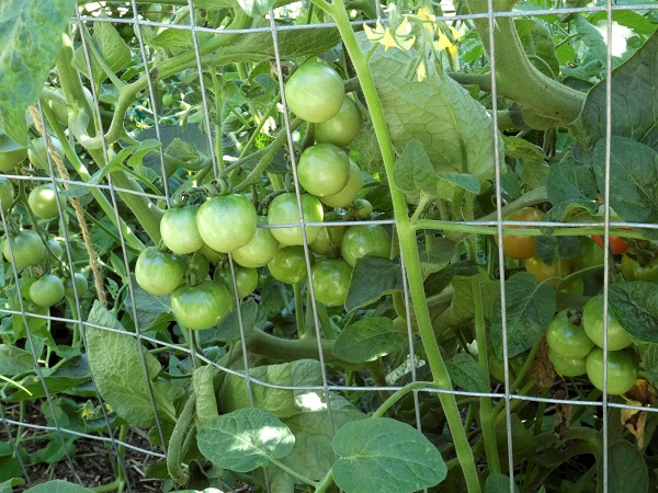 ripening tomatoes_geverettstudio