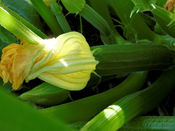 Zucchini light_geverettstudio
